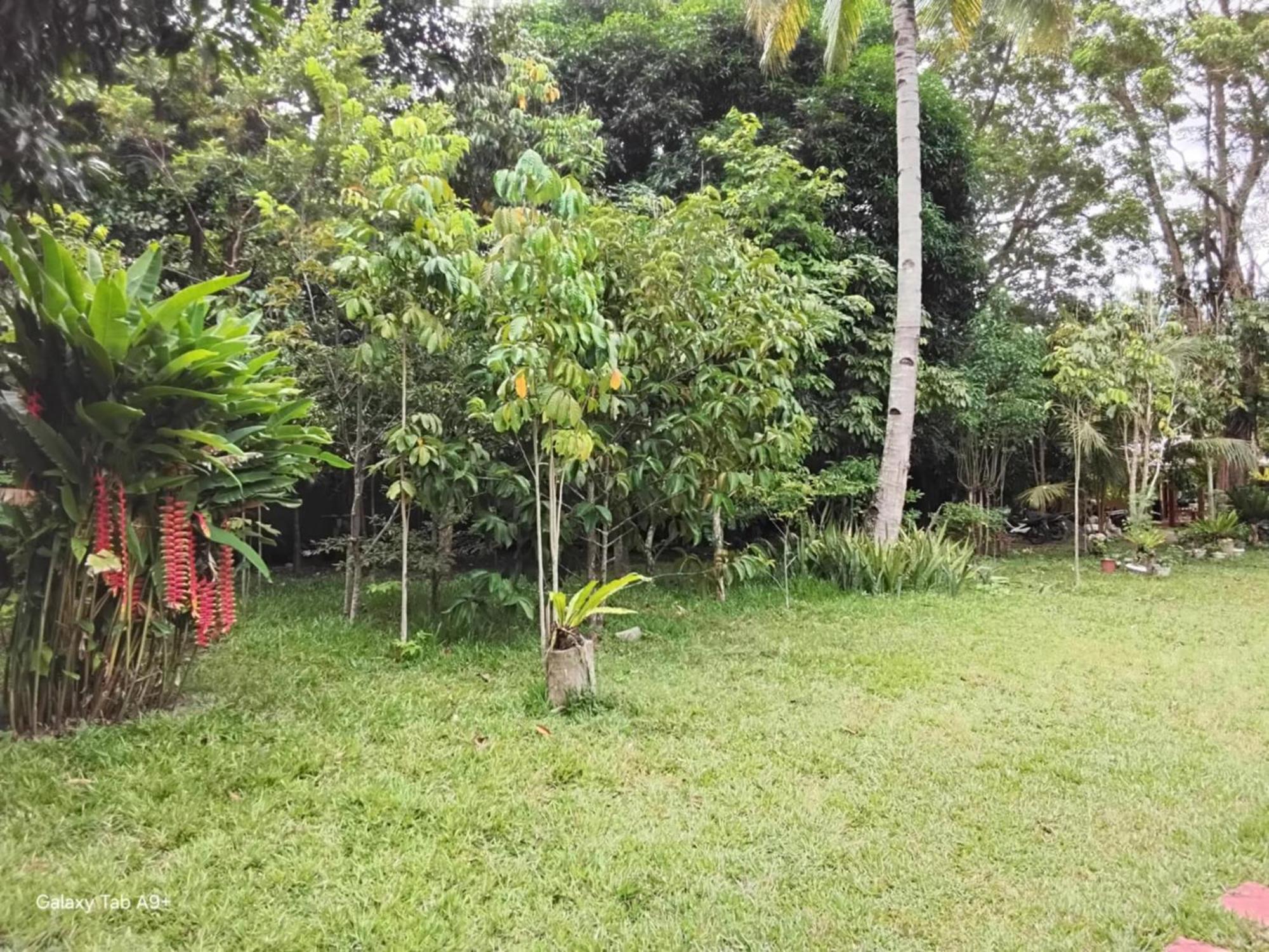 Camiguin Lanzones * Mambajao