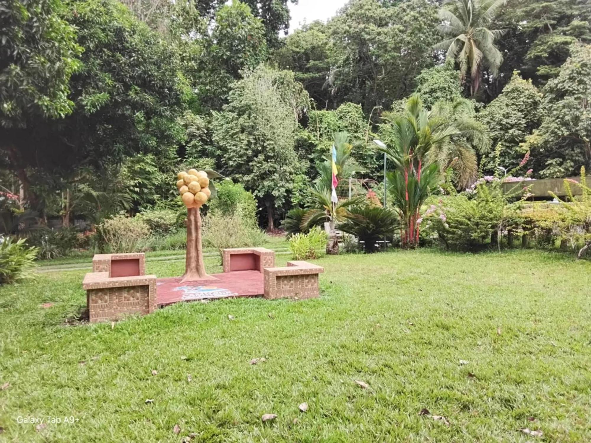 Camiguin Lanzones